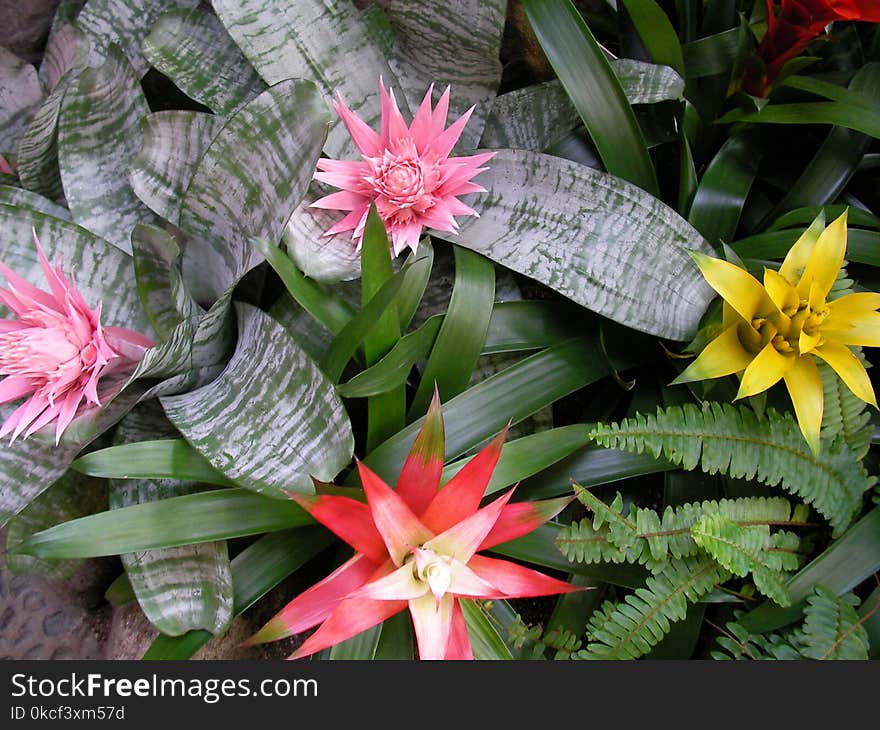 Plant, Flower, Flora, Leaf