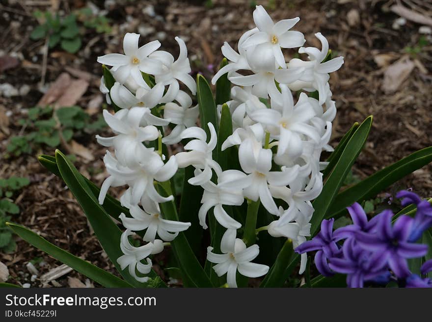 Plant, Flower, Flowering Plant, Flora