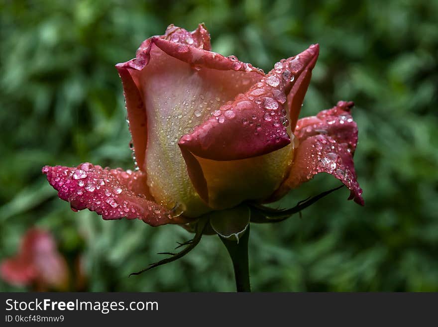 Rose, Garden Roses, Rose Family, Flower