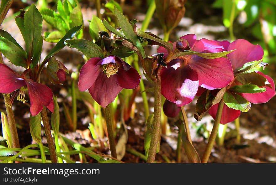 Flower, Plant, Flora, Flowering Plant