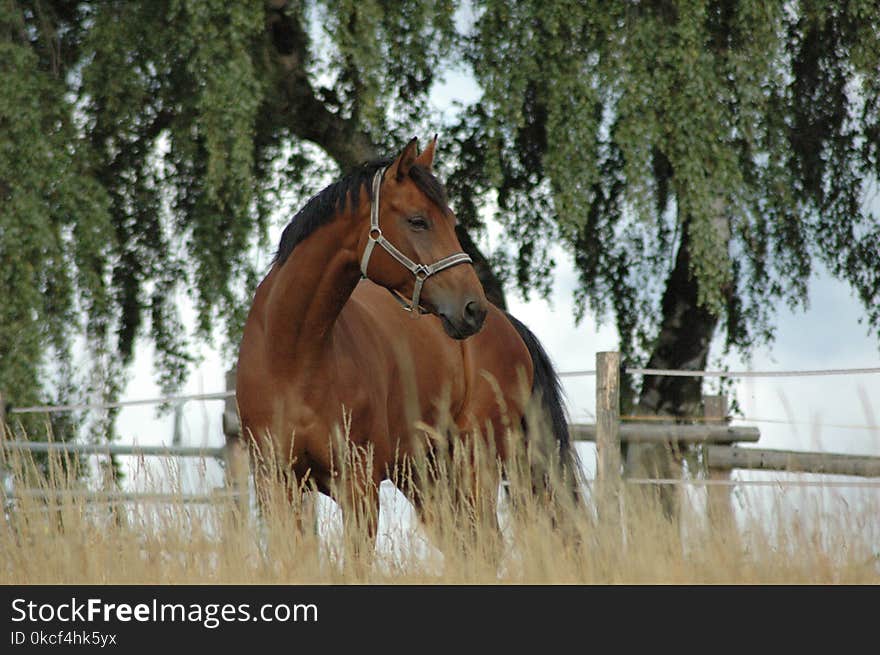 Horse, Bridle, Mane, Stallion