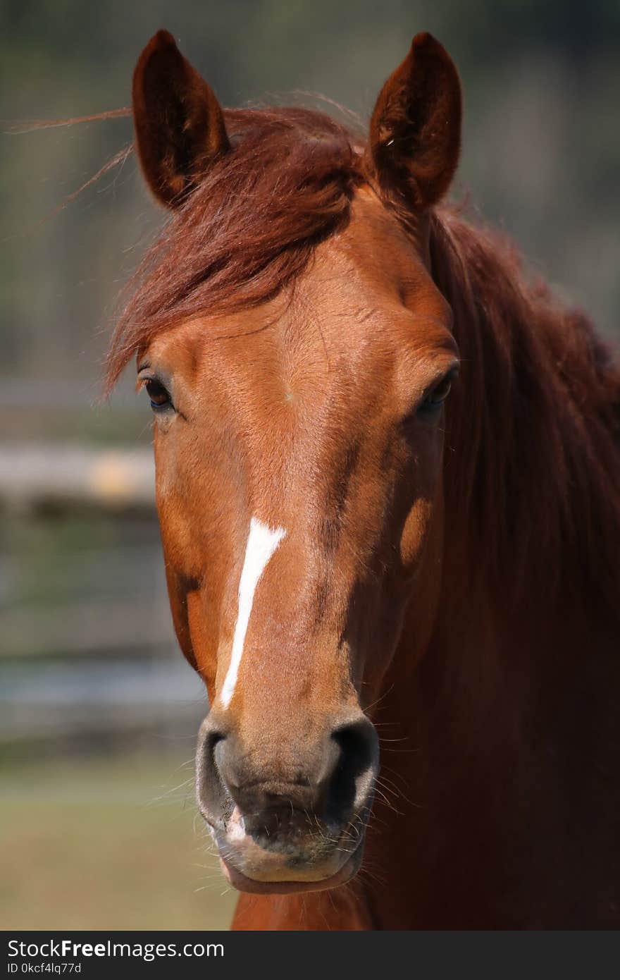 Horse, Bridle, Mane, Halter