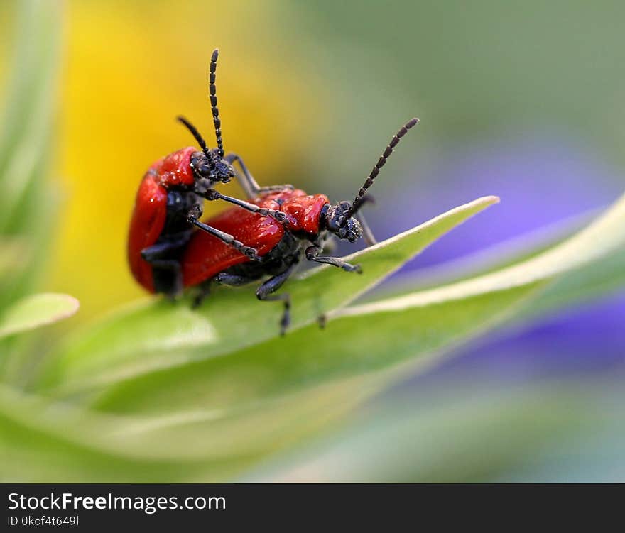 Insect, Macro Photography, Invertebrate, Pest