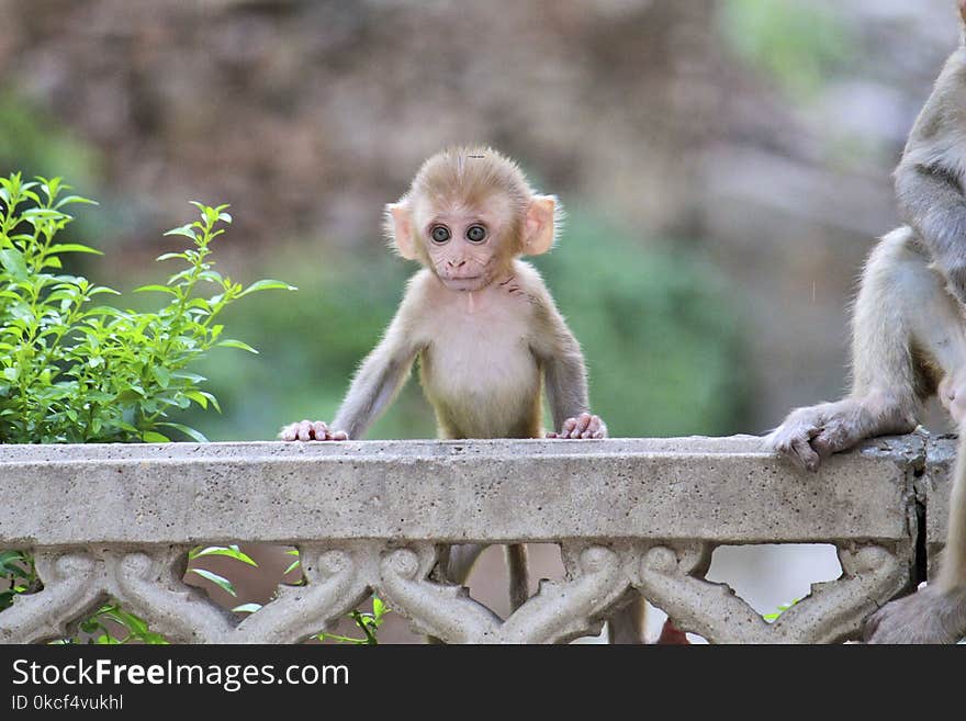 Macaque, Mammal, Fauna, Primate