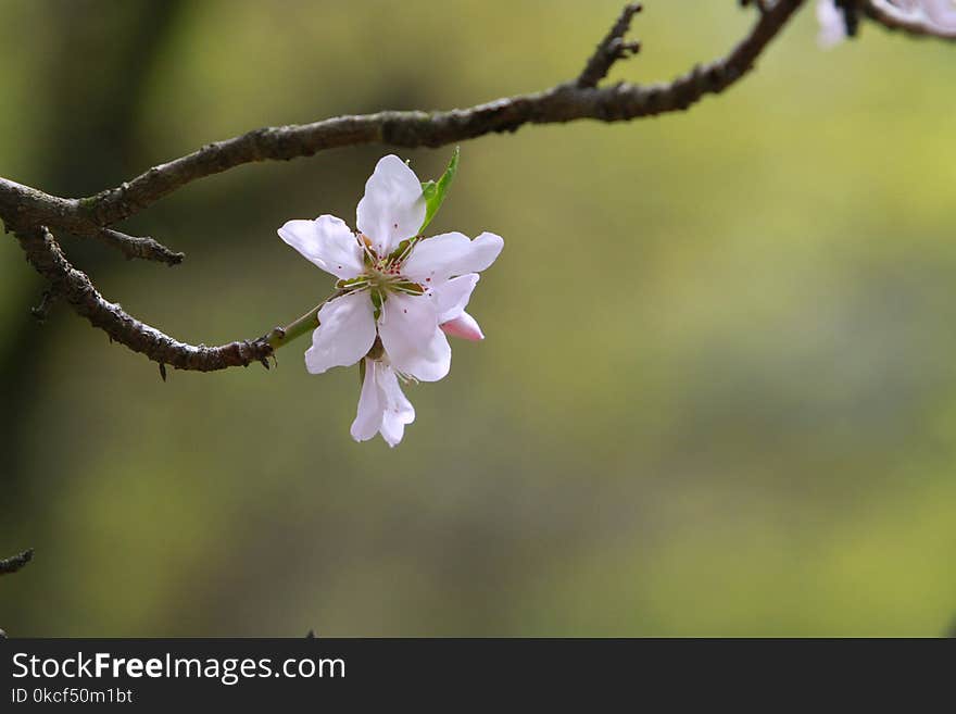 Blossom, Flower, Branch, Flora