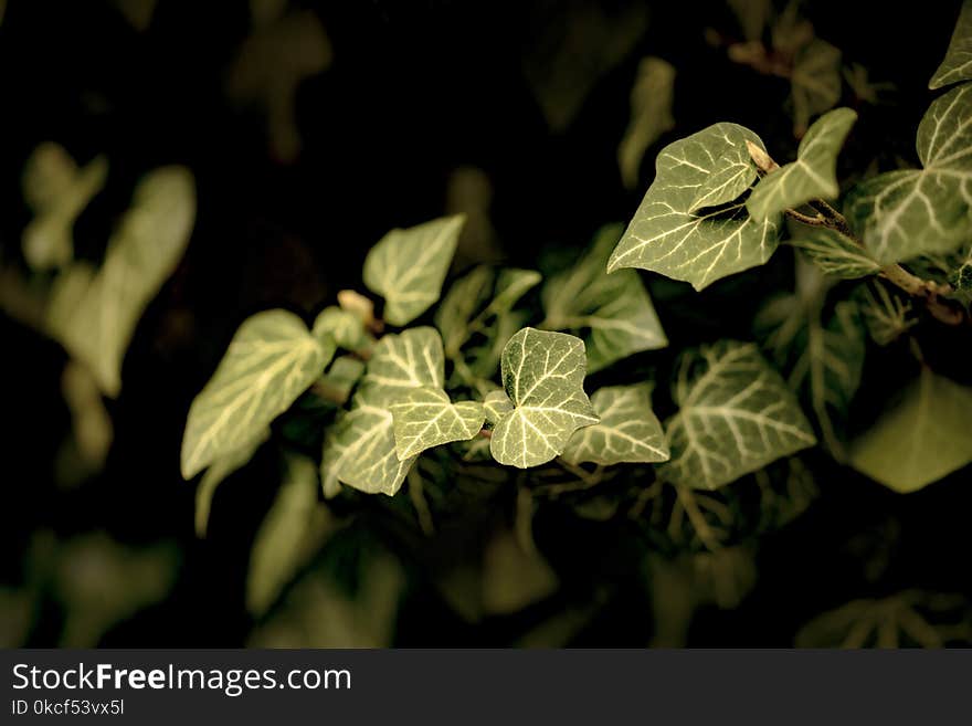 Leaf, Plant, Flora, Branch