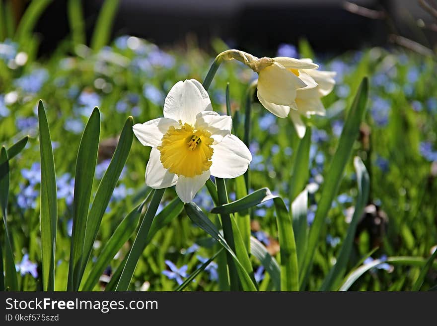 Flower, Plant, Flora, Flowering Plant