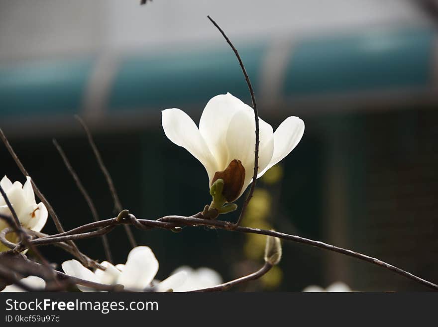 Flower, Plant, Flora, Flowering Plant