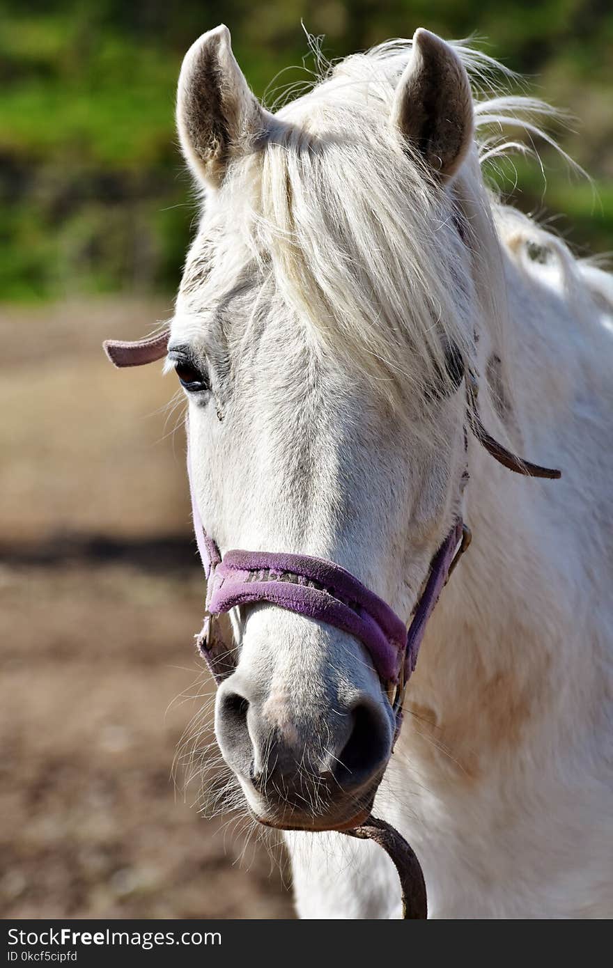 Horse, Bridle, Halter, Horse Tack