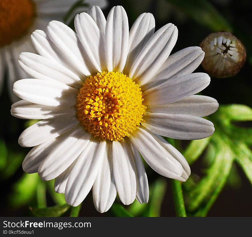 Flower, Oxeye Daisy, Chamaemelum Nobile, Flora