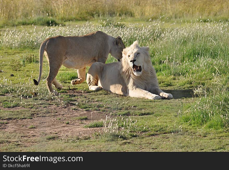 Wildlife, Lion, Fauna, Grassland