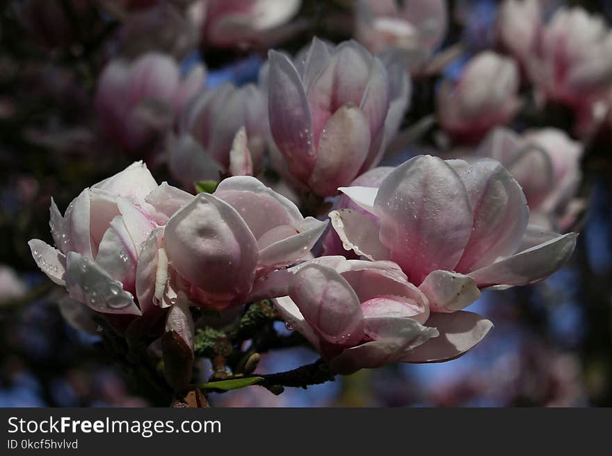 Plant, Flower, Spring, Blossom