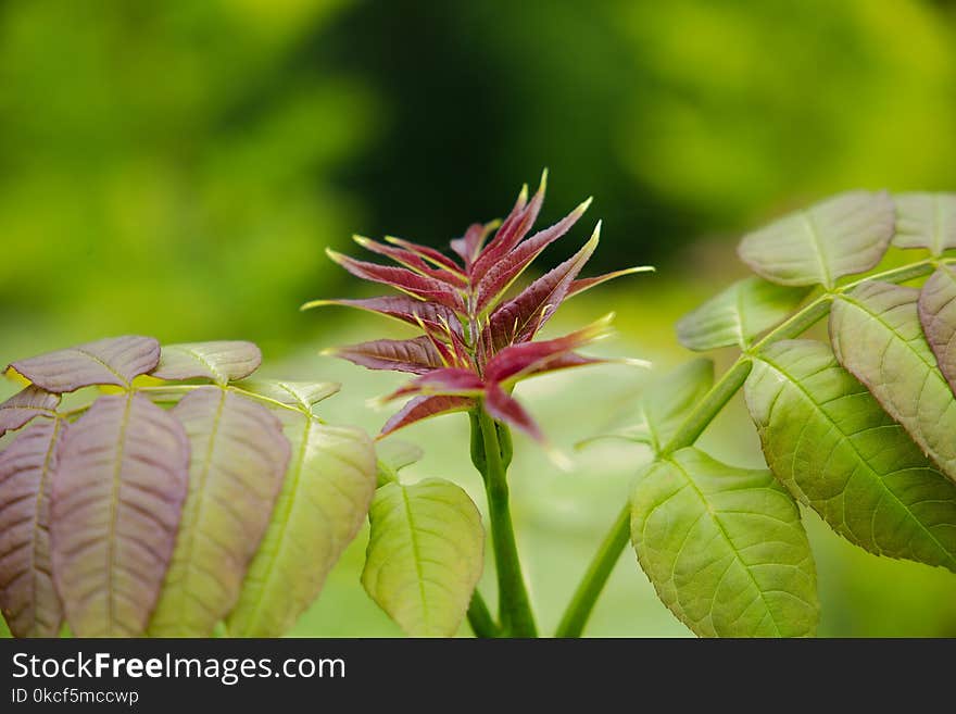 Plant, Flora, Vegetation, Leaf