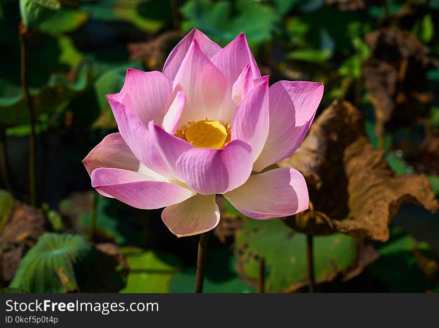 Flower, Plant, Lotus, Sacred Lotus