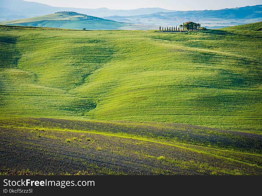 Grassland, Field, Ecosystem, Green