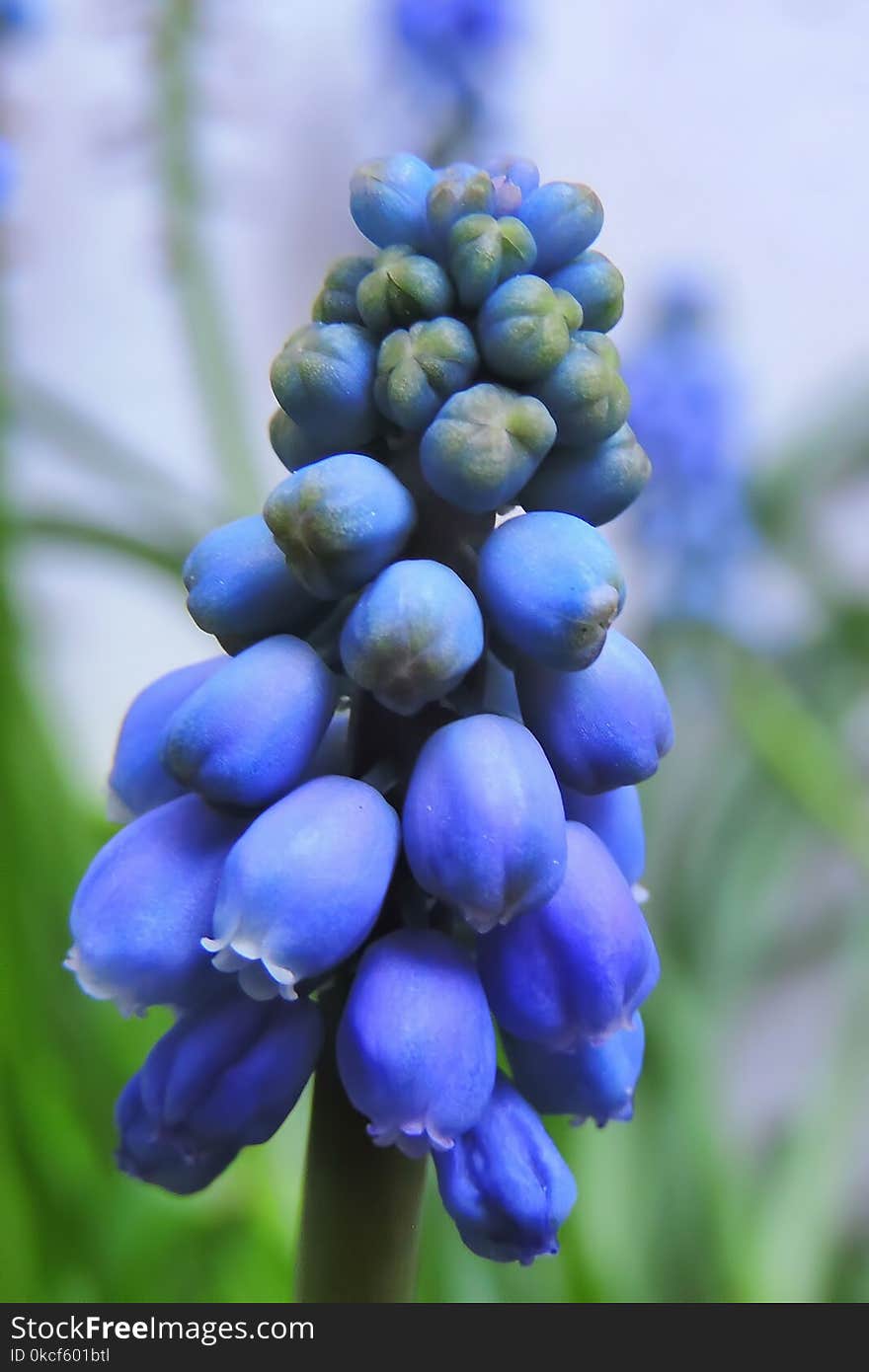 Flower, Plant, Hyacinth, Lupinus Mutabilis