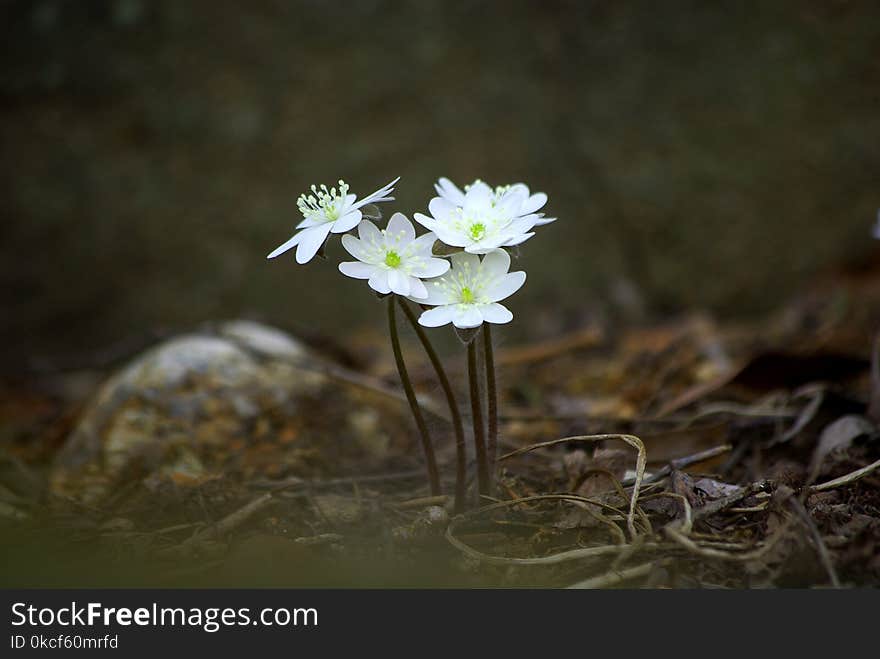 Flower, Flora, Plant, Wildflower