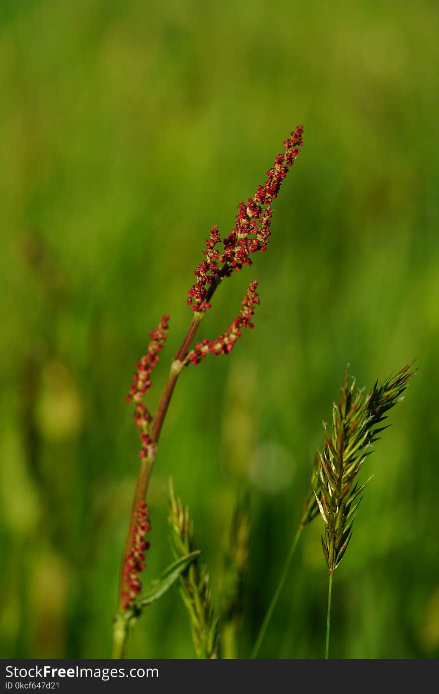 Vegetation, Plant, Grass Family, Grass