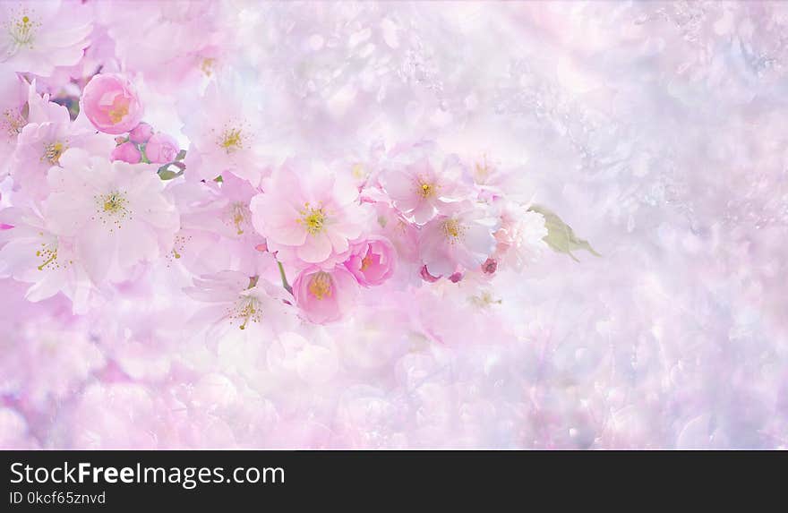 Flower, Blossom, Pink, Cherry Blossom