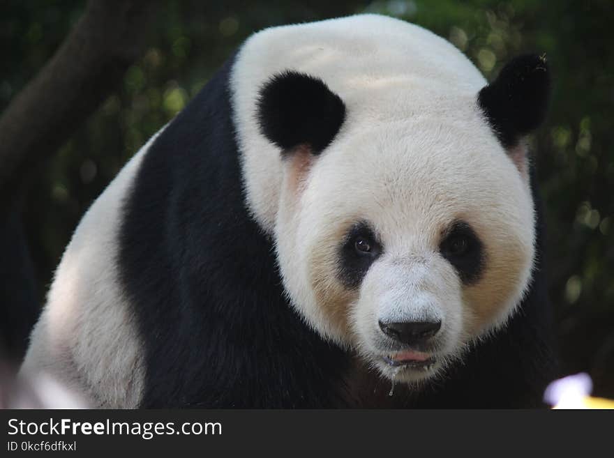 Giant Panda, Bear, Terrestrial Animal, Fauna