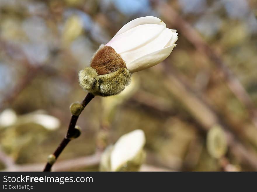 Bud, Branch, Plant, Spring