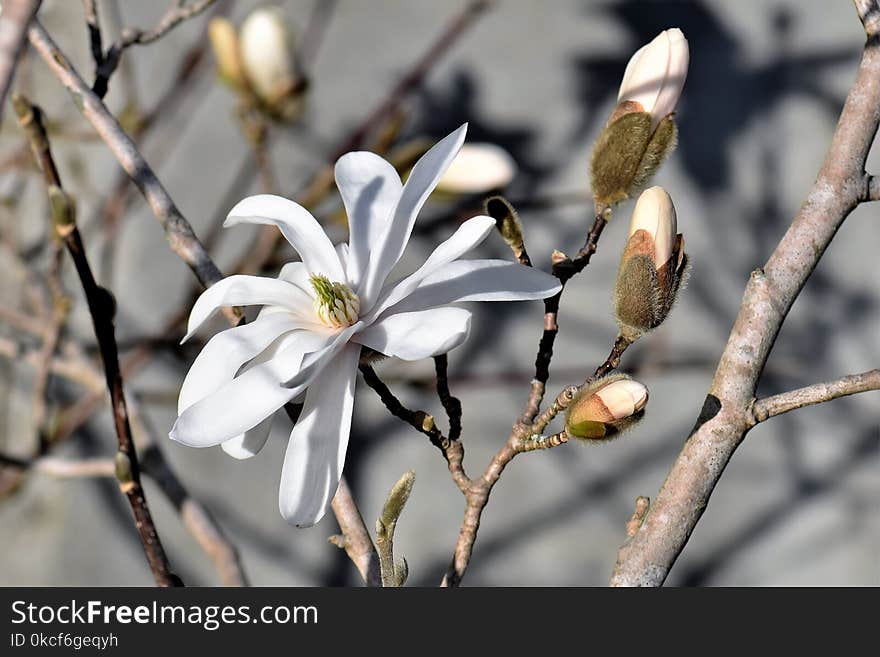 Plant, Flora, Flower, Blossom