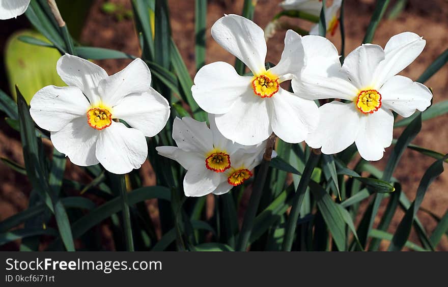 Flower, Plant, Flowering Plant, Flora