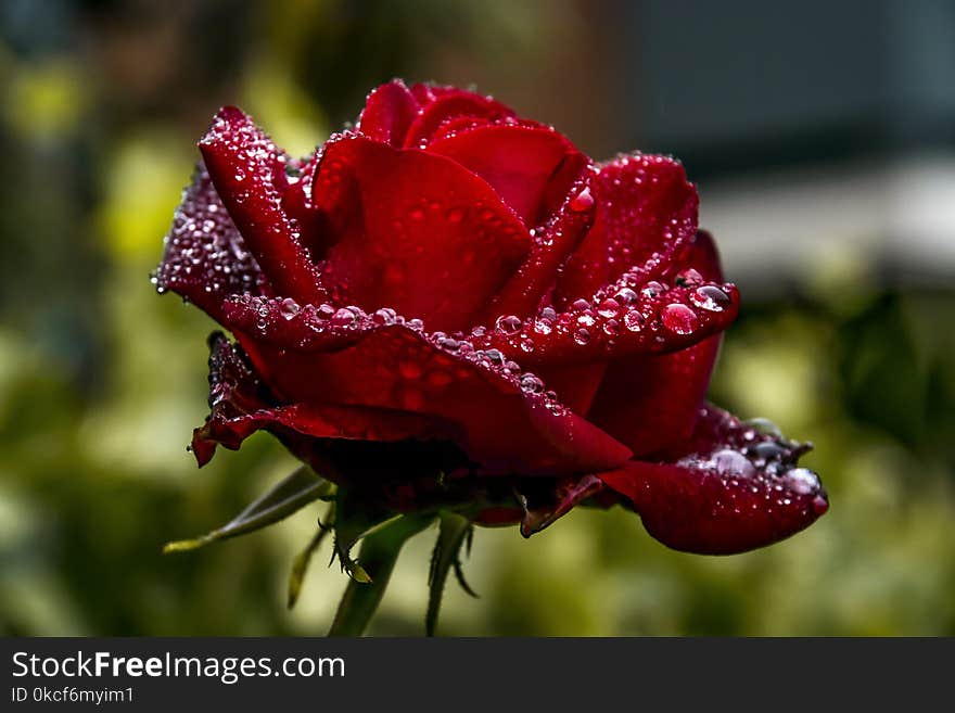 Rose Family, Rose, Floribunda, Garden Roses