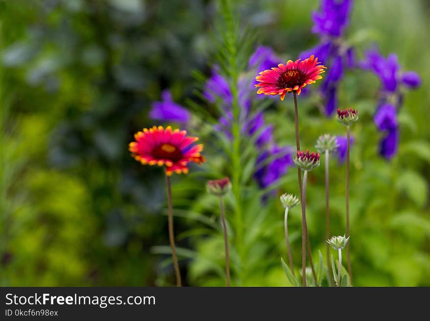 Flower, Plant, Flora, Purple