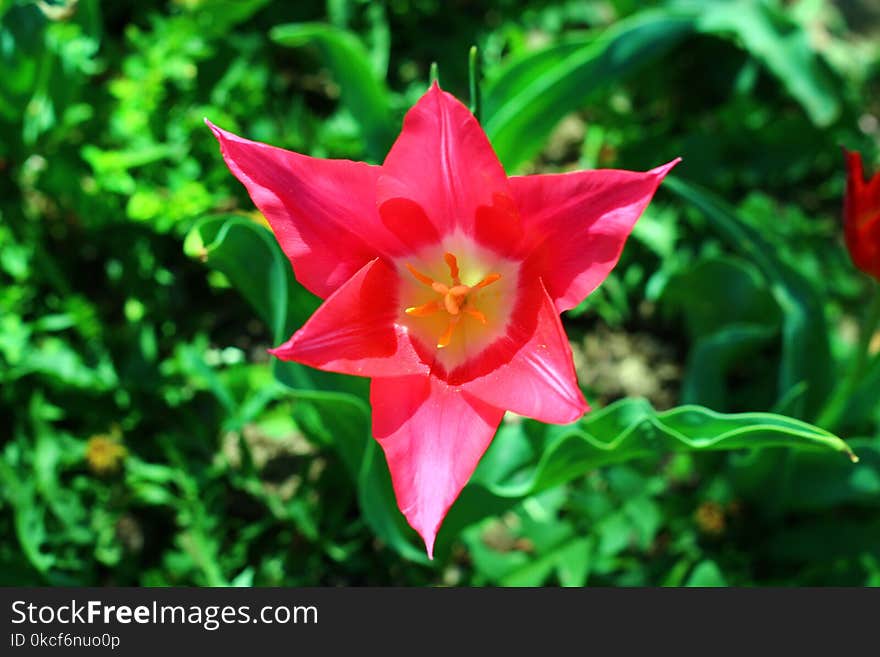 Flower, Plant, Flora, Flowering Plant