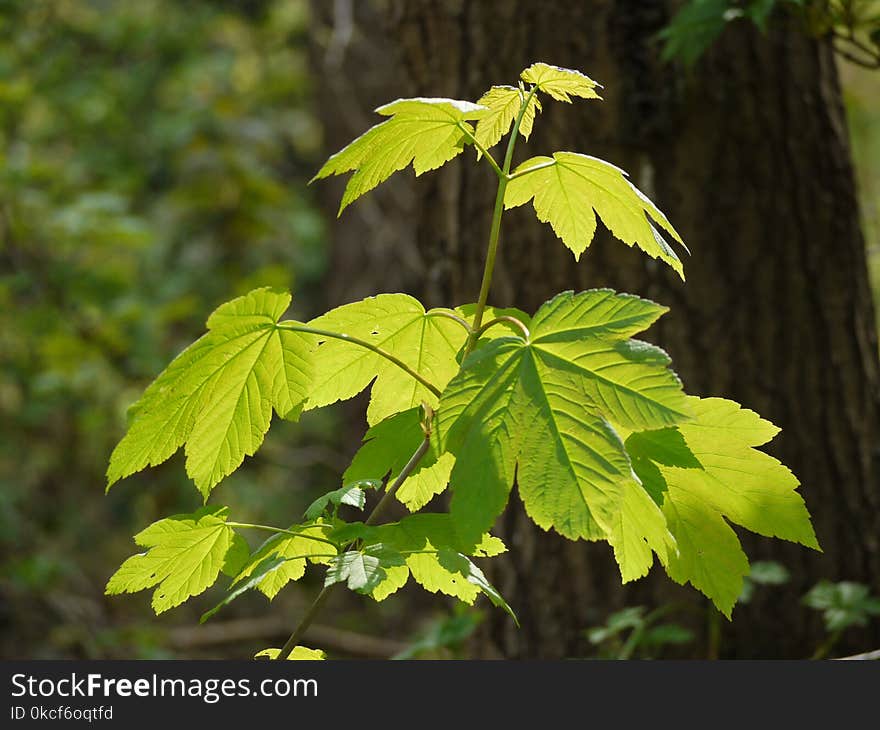 Leaf, Plant, Tree, Deciduous