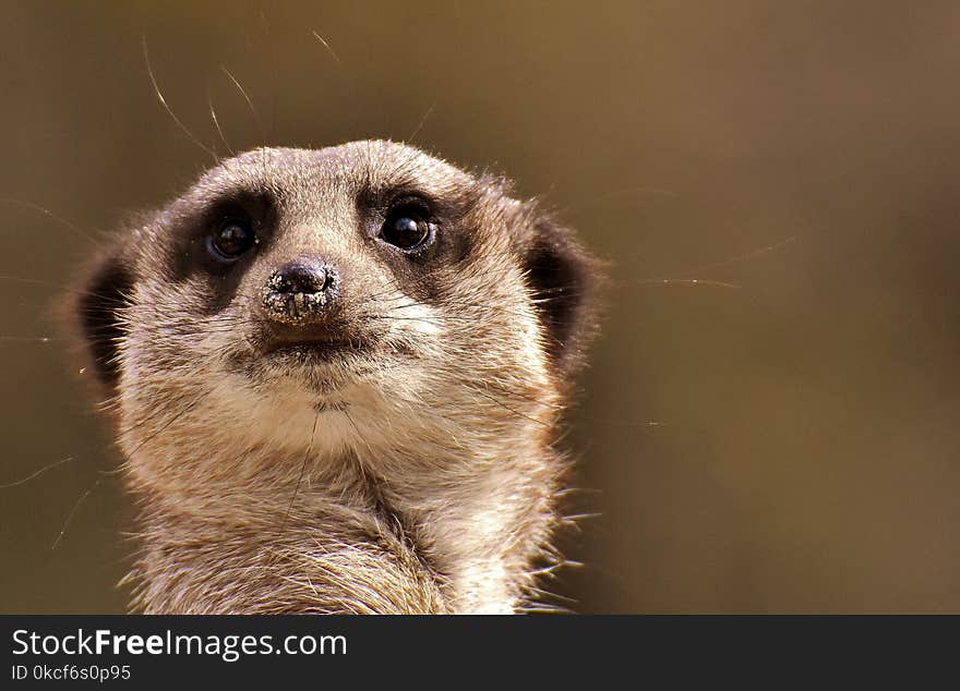 Meerkat, Mammal, Whiskers, Fauna