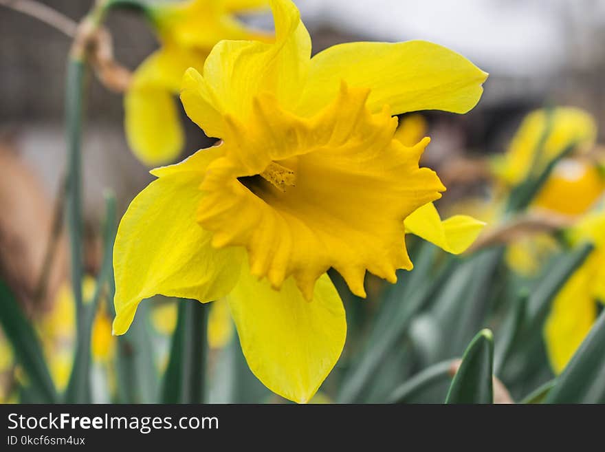 Flower, Yellow, Plant, Flowering Plant