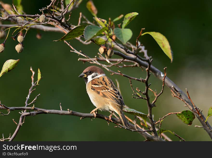 Bird, Sparrow, Branch, Beak