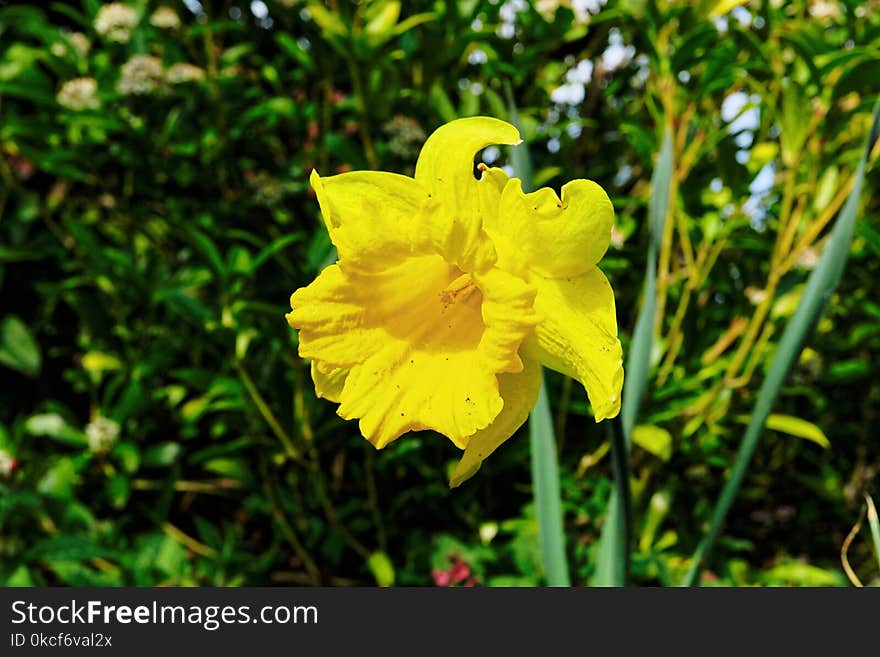 Flower, Yellow, Flora, Plant