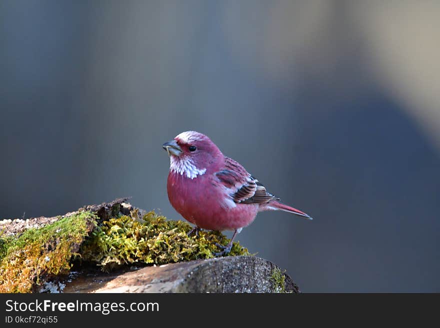 Bird, Beak, Finch, Fauna