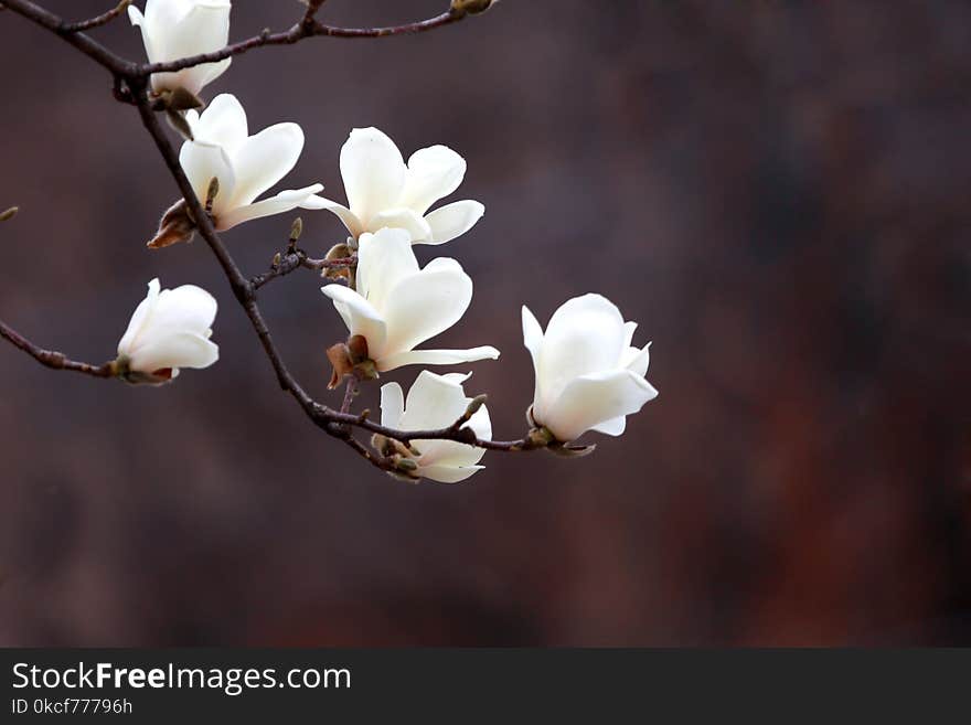 White, Flower, Plant, Branch