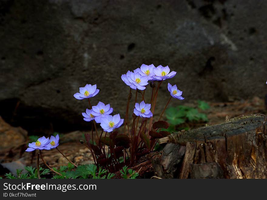 Flower, Flora, Plant, Wildflower