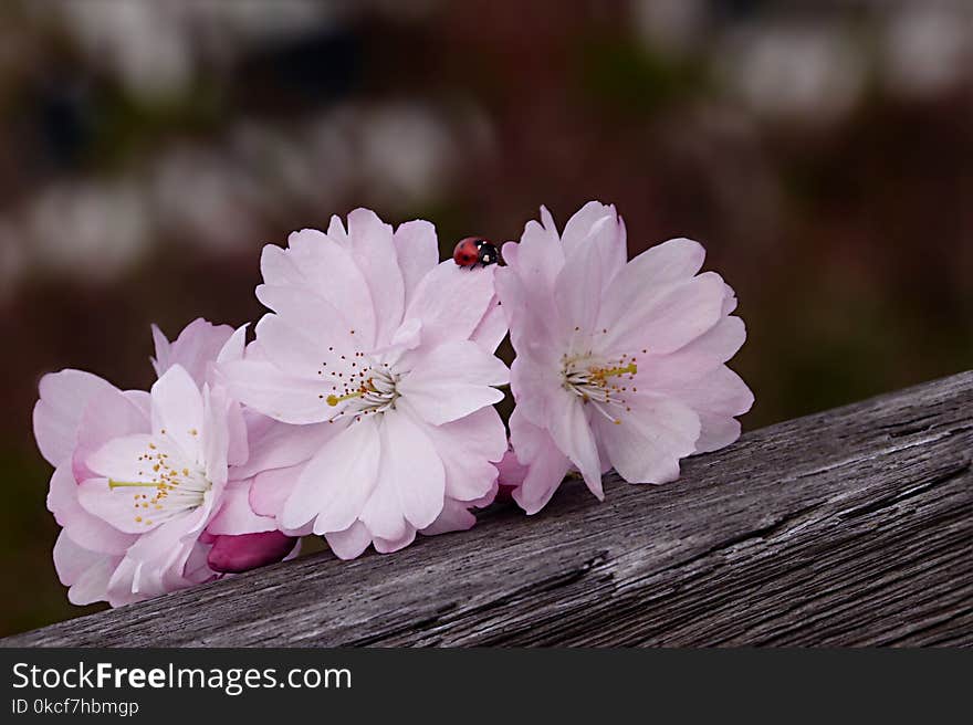 Flower, Pink, Blossom, Flora