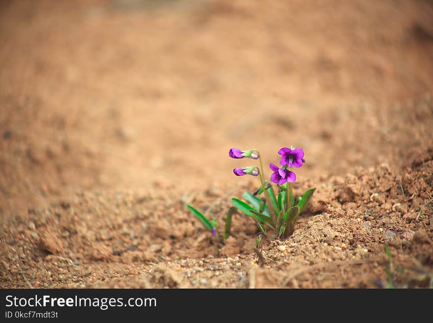 Flower, Soil, Plant, Flora