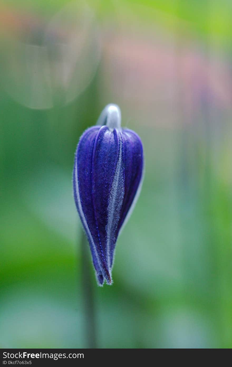 Flower, Purple, Plant, Bud