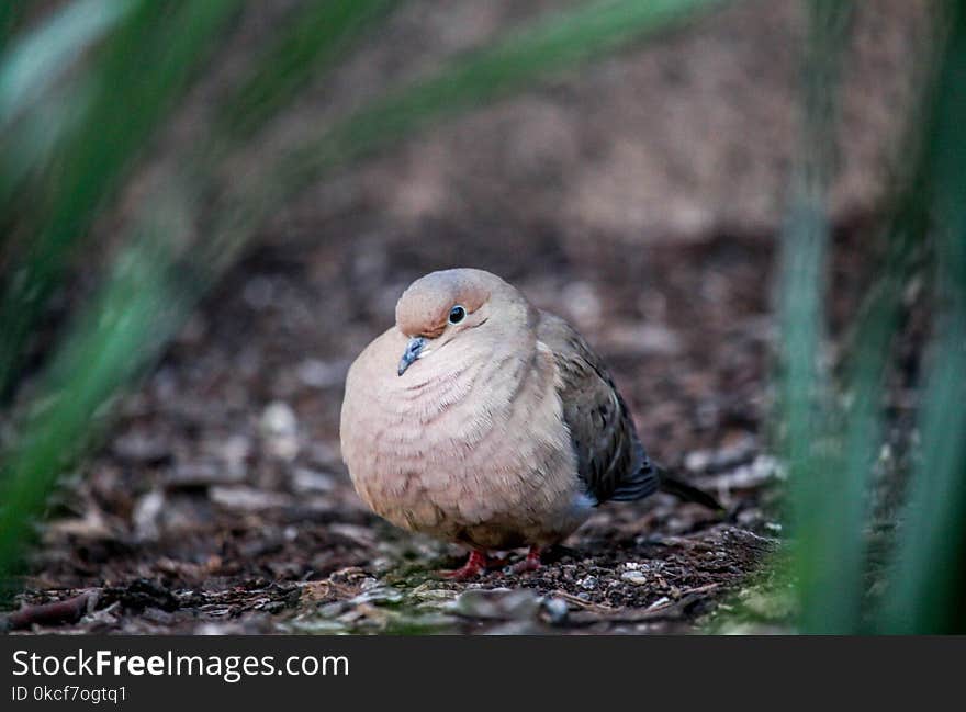 Bird, Beak, Fauna, Stock Dove