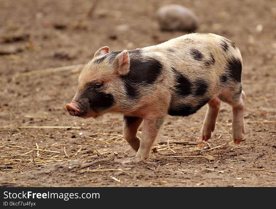 Pig Like Mammal, Pig, Domestic Pig, Mammal