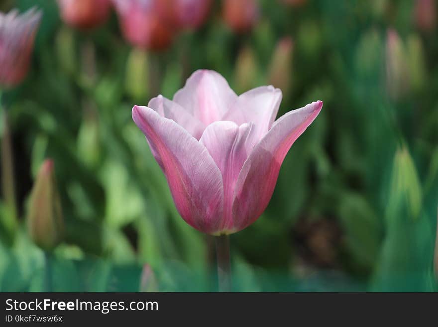 Flower, Plant, Tulip, Flowering Plant