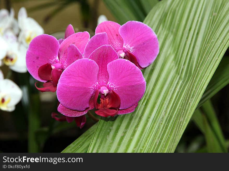 Flower, Plant, Flowering Plant, Flora