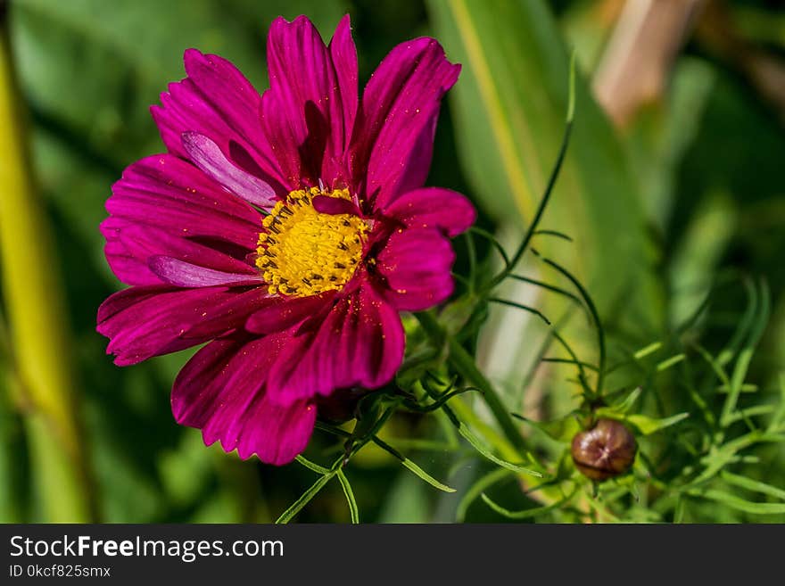 Flower, Flora, Garden Cosmos, Nectar