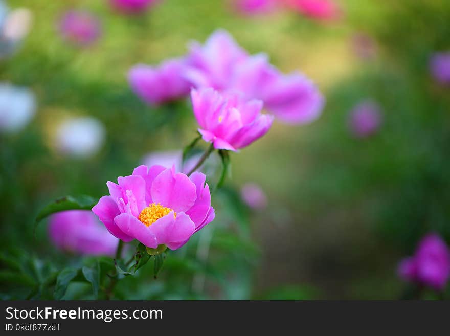 Flower, Pink, Plant, Flowering Plant