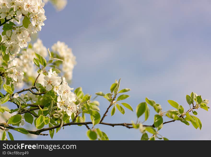 Branch, Sky, Blossom, Spring