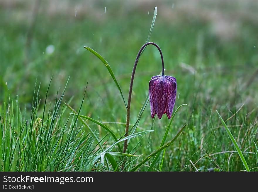 Plant, Flower, Flora, Snake's Head