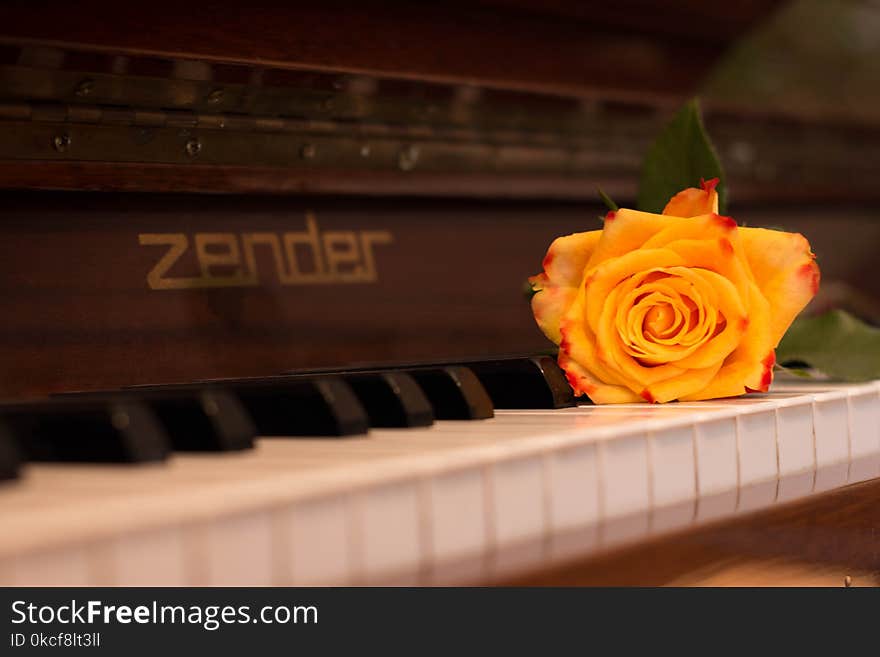 Piano, Yellow, Keyboard, Flower